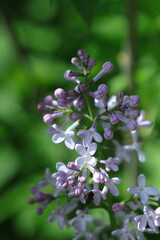 Obraz premium spring lilac flowers in the garden, spring time, spring flowers, fresh flowers