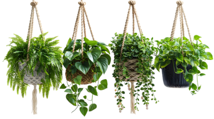 Hanging Garden: Four potted plants of various species suspend from woven macrame hangers against a subtle backdrop, offering a refreshing, minimalist aesthetic.