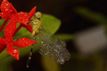 dragonfly on a flower