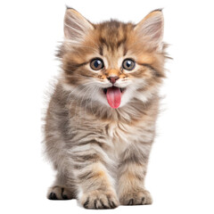 A playful kitten with fluffy fur and large, expressive eyes, displaying a joyful expression with its tongue out.