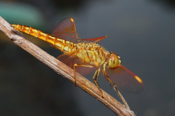 close up of a red dragonfly eye