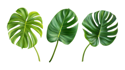 Three distinct large tropical Monstera deliciosa leaves are isolated on a crisp transparent background for natural design.