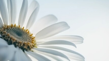 Close-up of a white daisy flower with vibrant yellow center against a clean minimalist background, delicate petals sharply contrasting bright blue sky. Empty space on one side for text overlay, ideal 