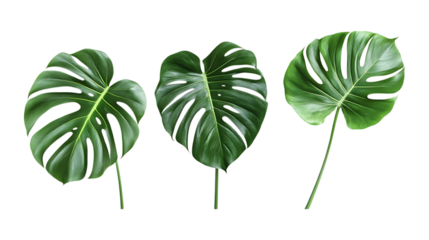 A selection of three large, deeply lobed Monstera deliciosa leaves presents lush tropical foliage suitable for design projects isolated on a.