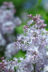 pink and white flowers lilac, spring vibes, spring flowers, lilac flow