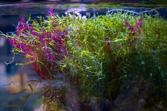 red and green algae mix move stem in flow, Caulerpa prolifera grow in refugium sump, absorb dissolved organic matter, essential species in nano reef marine aquarium ecosystem, blue LED low light