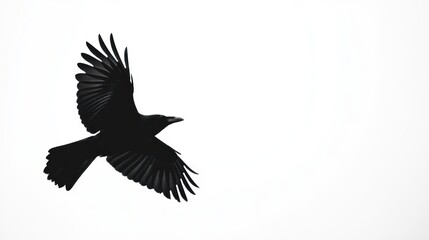 Obraz premium Silhouette of a crow in flight against a bright white background.