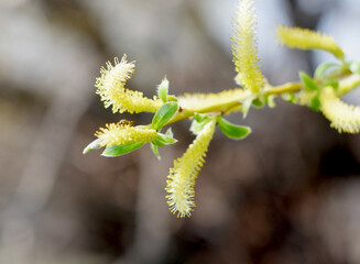 The willow blossomed in spring. © Анатолий Алай
