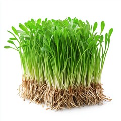 Vibrant wheat grass microgreens sprouting isolated against a bright white background showcasing healthy growth