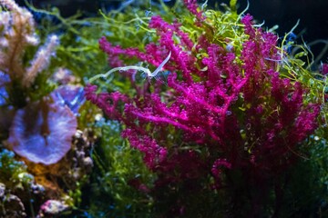Botryocladia occidentalis absorb dissolved organic matter in refugium sump, red and green algae mix move in flow, essential species in soft coral reef marine aquarium ecosystem, blue LED low light