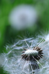 Fototapeta premium dandelion seeds on green background