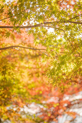 埼玉県円良田湖のモミジ
