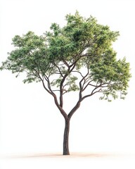 Solitary tree with vibrant green leaves against a bright white background in a minimalist style showcasing natural beauty and serenity