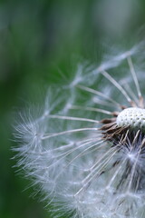 dandelion seeds on green background