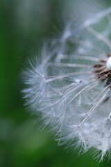 Fototapeta premium dandelion seeds on green background
