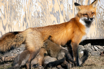 Mother red fox Vulpes vulpes nursing her kits