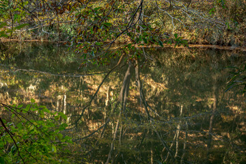 埼玉県円良田湖の風景
