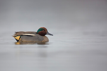 yraneczka, The Eurasian teal, Anas crecca © Michal Przystas