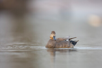 Kaczka krakwa, The gadwall, Mareca strepera © Michal Przystas