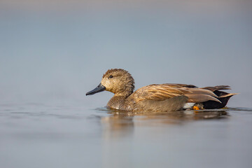 Kaczka krakwa, The gadwall, Mareca strepera