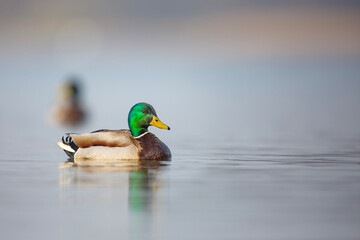Kaczka krzyżówka, the mallard, the wild duck, Anas platyrhynchos