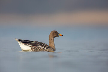 Gęś zbożowa, taiga bean goose (Anser fabalis)  © Michal Przystas