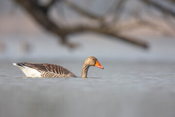 Gęgawa ,Greylag goose,  Anser anser  © Michal Przystas