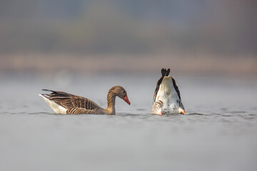 Gęgawa ,Greylag goose,  Anser anser  © Michal Przystas