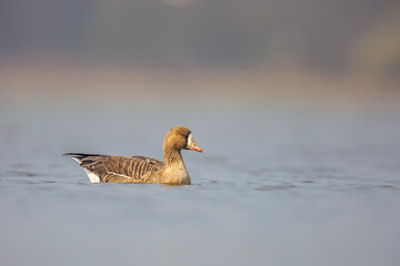 Gęś białoczelna, The greater white-fronted goose, Anser albifrons