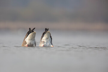 Gęgawa ,Greylag goose,  Anser anser  © Michal Przystas