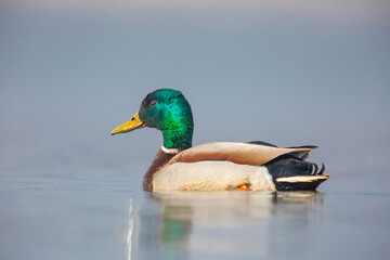 Kaczka krzyżówka, the mallard, the wild duck, Anas platyrhynchos