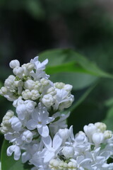 pink and white flowers lilac, spring vibes, spring flowers, lilac flow