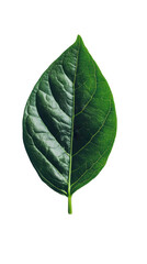 Obraz premium Isolated on white Transparent background image separated png. Close-up of a Single Green Leaf with Visible Veins on Transparent Background