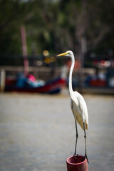 great white egret resting on a pole at the riverside