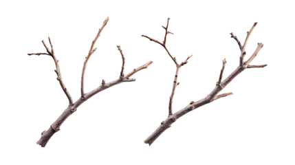 Two rough brown tree sticks, completely bare of leaves and twigs, are captured isolated on a transparent background to represent winter
