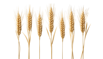Realistic image of ripe wheat stalks agriculture and harvest