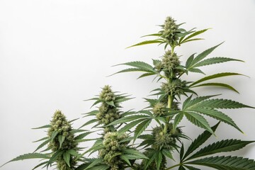Naklejka premium Fresh Cannabis Plant with Vibrant Green Leaves and Buds Isolated on White Background