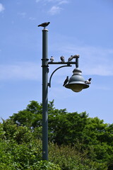 lantern in the park and birds,