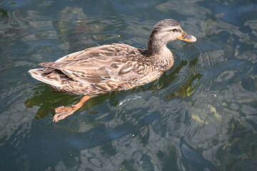 duck in water