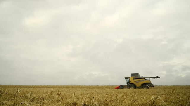 Corn Harvester Working in Golden Field on Cloudy Autumn Day