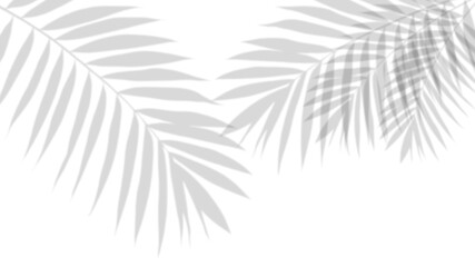 Shadow of Leaves on a light Background: A delicate interplay of light and shadow casts the silhouette of palm leaves, creating an abstract yet natural composition. 
