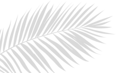 Whispers of Shade: The gentle interplay of light and shadow dances across a delicately rendered palm leaf, capturing a moment of natural elegance.