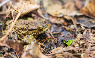 Frog in the forest