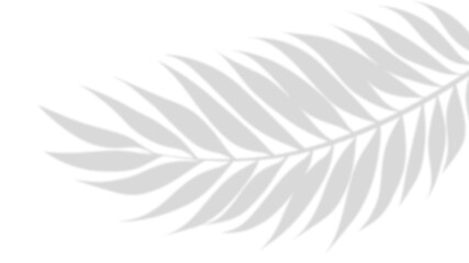 Palm Shadow on Surface: Capturing the delicate shadow of a palm leaf gracefully cast upon a surface, creating a serene and minimalistic scene with elegant lines and natural contrast.