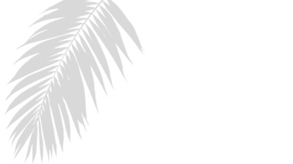 Abstract Palm Shadow on a clean background: Capturing the intricate details of a palm frond shadow, creating a minimalist and modern aesthetic perfect for adding visual interest to your project.