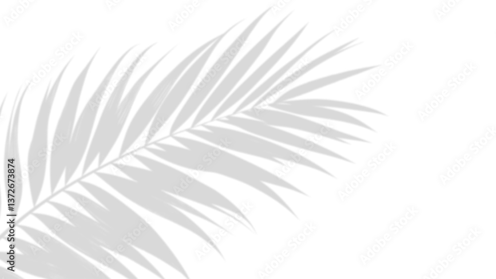 Poster shadow of palm leaf: a tranquil depiction of a palm leaf's shadow creating a play of light and shado