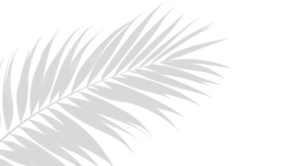 Shadow of Palm Leaf: a tranquil depiction of a palm leaf's shadow creating a play of light and shadow, evoking a sense of peace and the serenity of nature
