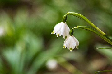 Obraz premium Snowdrops
