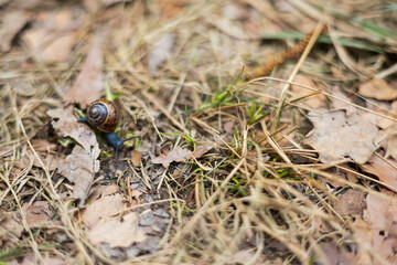 Snail