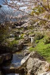 stream in the forest